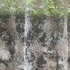 レース カフェカーテン 90×120cm 画像2